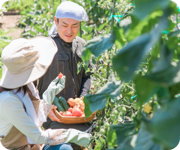 野菜が畑で育っている様子です