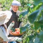 畑でトマトを収穫する男女の様子です